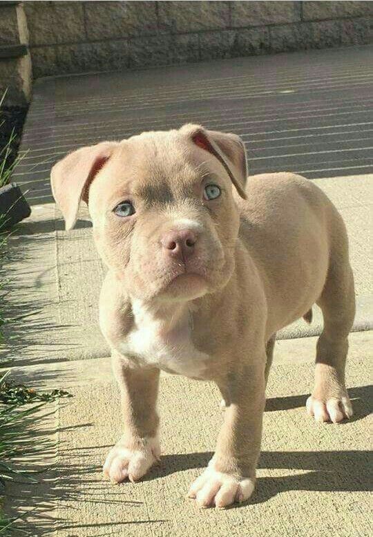 Pitbull
