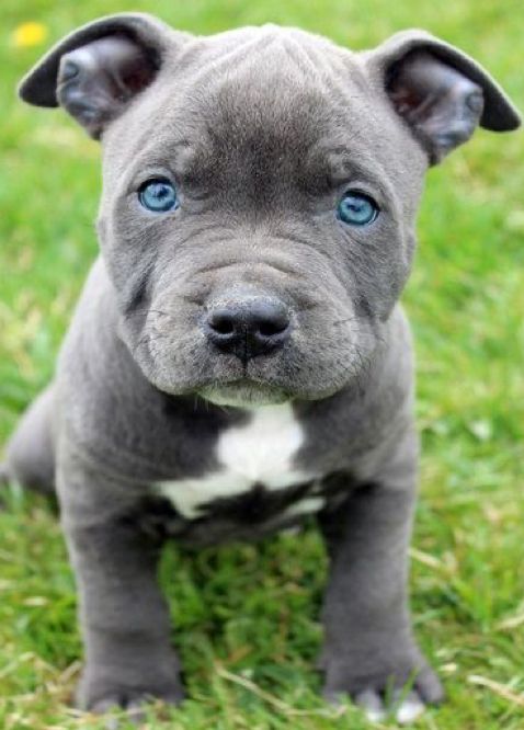 Pitbull